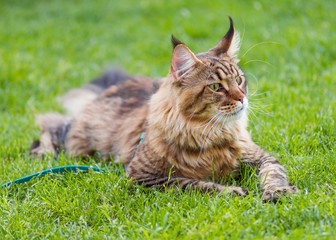 Naklejka na ściany i meble Black tabby Maine Coon cat with leash relaxing on green grass in park. Pets walking outdoor adventure.