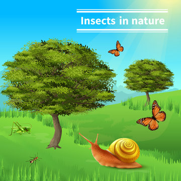 Snail Insects Nature Poster