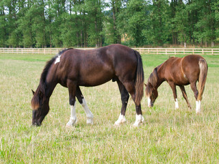 Obraz premium Horses In Paddock