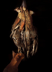 Cat and hunting trophies hang on bunches on black background