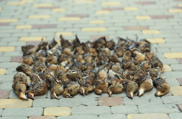 Hunting trophies. Apportion of hunting trophies.