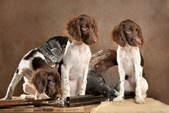 Three hunting puppies with weapons and wood grous