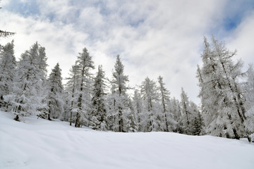 Fototapeta na wymiar Bellissimi alberi ricoperti di soffice neve