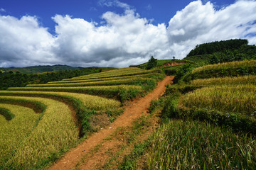 Fototapeta na wymiar Terraced rice field in harvest season with white clouds and blue sky in Mu Cang Chai, Vietnam.