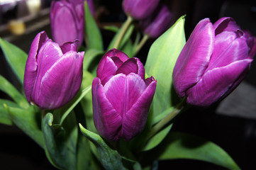 lila Tulpen in der Vase