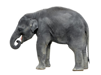 Walking baby elephant isolated on white background. Standing elephant full length close up. Female Asian grey elephant.  