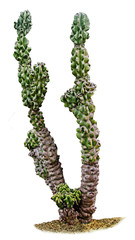 cactus isolated on white background