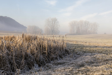 Trees with hoarfrost in the fog at sunrise in central Switzerland near Lucerne