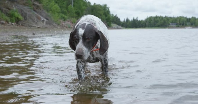 German shorthaired pointer dog walking towards camera while splashing water - slow motion