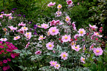 Fototapeta premium pink Japan-Herbst-Anemone (Anemone hupehensis) im Spätsommer-Garten