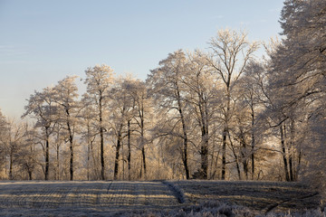 Trees with rime on an ice cold winter morning in the warm morning light at sunrise in central Switzerland