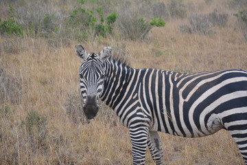 Fototapeta na wymiar Portrait eines Zebras