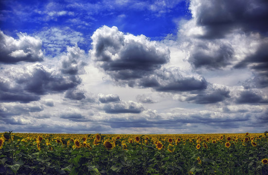 Fluffy clouds in the blue sky over the field of sunflowers.