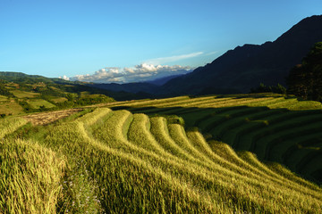 Terraced rice field in harvest season at sunset in Mu Cang Chai, Vietnam.