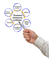 Human Immune Systems