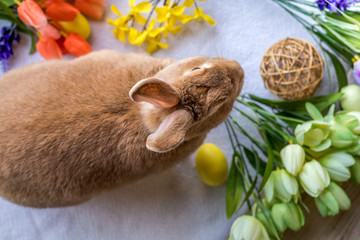 Fototapeta premium Easter Bunny Rabbit in rufus color surrounded by springtime flowers on wooden board, top down view