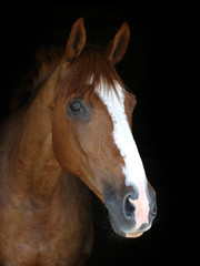 Naklejka premium Horse Head Shot