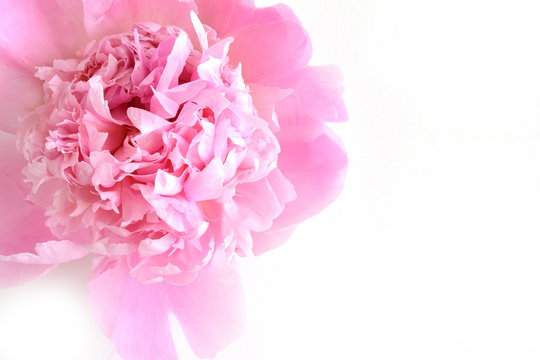 Fototapeta シャクヤクの花　白バック  