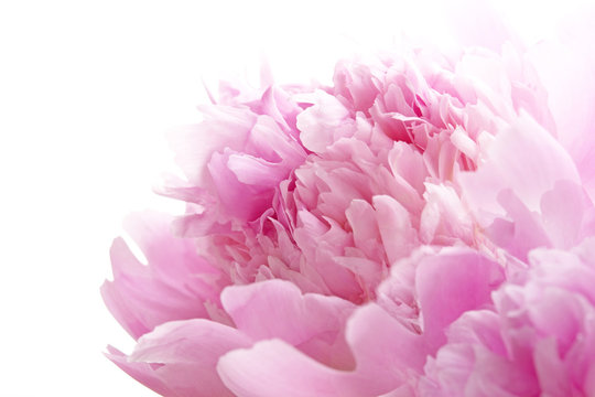 Fototapeta シャクヤクの花　白バック  