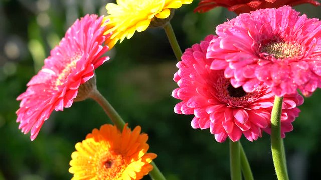 Beautiful colorful gerbera flowers in natural garden setting, macro closeup, handheld.