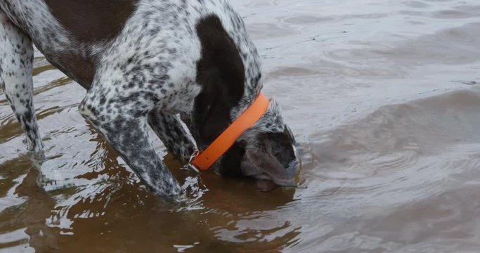 Dog has head in the water trying to catch a fish - close up