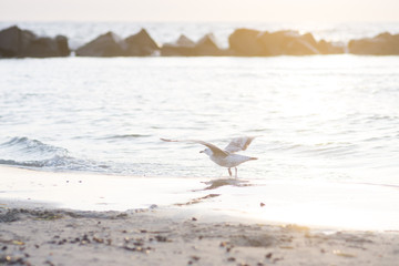 Möwe im Abendlicht an der Ostsee