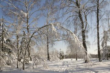 winter frozen birch woods in morning light