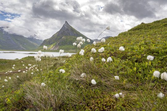 landscape at Fredvang in Lofoten Norway
