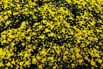 Beautiful chrysanthemum flower blooming in the garden