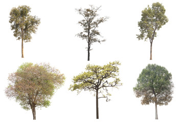 Fototapeta premium Collection of tree isolated on white background.
