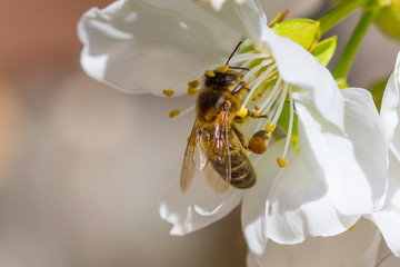 Honey bee working