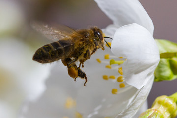 Honey bee working