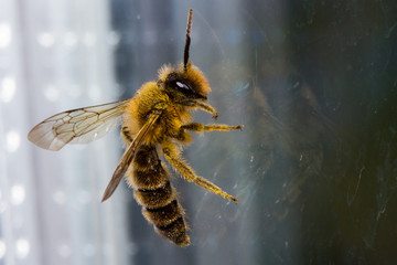 Honey bee working