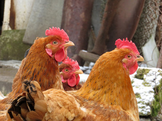 Laying hens on the farm