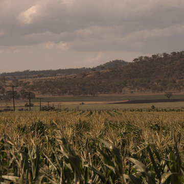  Agricultural and farming field in the countryside.