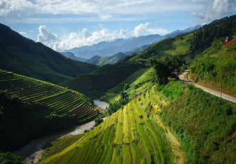 Fototapeta na wymiar Terraced rice field in harvest season in Mu Cang Chai, Vietnam.