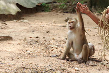 Naklejka premium Asia cute monkey.