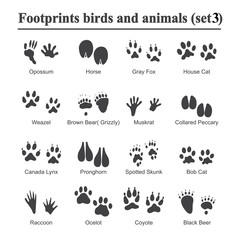 Wildlife animals and birds footprint, animal paw prints vector set. Footprints of variety of animals, illustration of black silhouette footprints. © klerik78