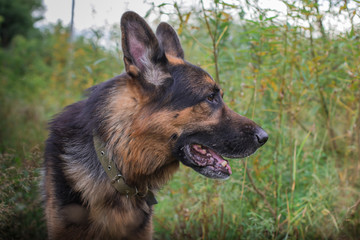 German shepherd dog in sunny autumn