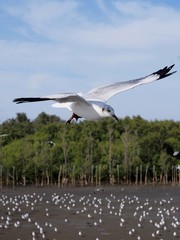 Seagulls in mangrove forest reserve bangpoo Thailand