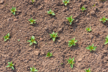 Many small tree growing on soil.