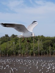 Seagulls in mangrove forest reserve bangpoo Thailand