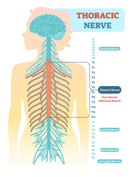 Thoracic Nerve Anatomical Diagram, Medical Scheme Vector Illustration. 