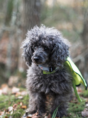 Black toy poodle in the woods