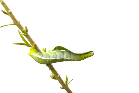 Caterpillar isolated on white background.