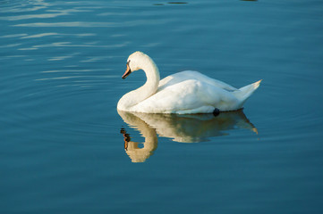 swan posing to the camera