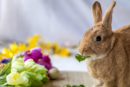 Bunny rabbit munches on fresh spinach leaves surrounded by flowers for spring and Easter