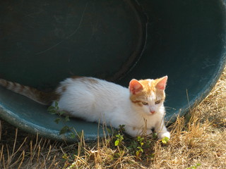 Chat &eacute;tendu dans l'herbe