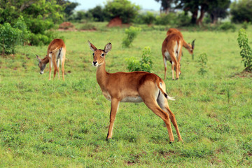 Naklejka na ściany i meble Wilde Antilopen in der Natur von Afrika Uganda