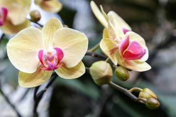 Orchid flower. Phalaenopsis Orchidaceae.